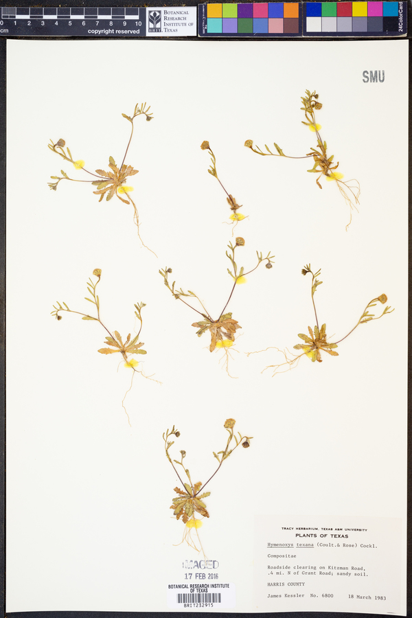 Hymenoxys texana image