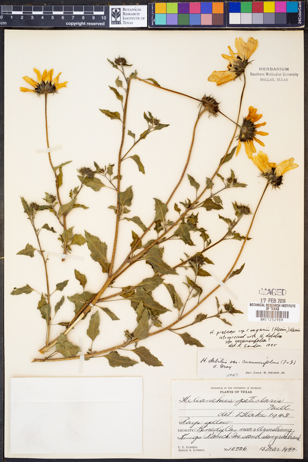 Helianthus praecox image