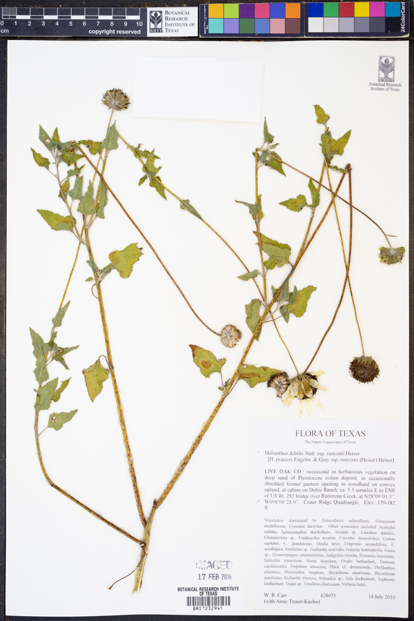Helianthus debilis subsp. runyonii image