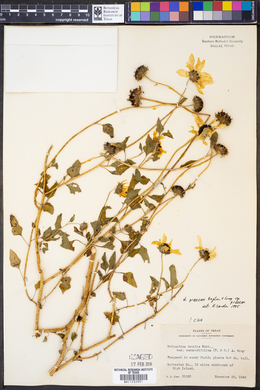 Helianthus praecox subsp. praecox image