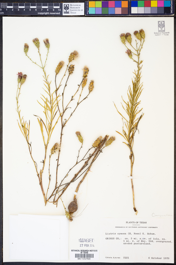 Liatris cymosa image