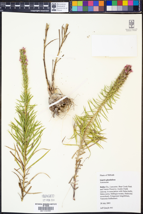 Liatris glandulosa image