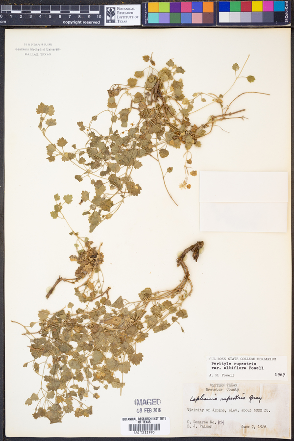 Perityle rupestris var. albiflora image