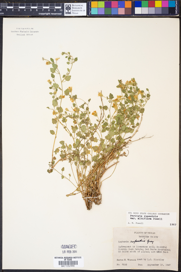 Perityle rupestris var. albiflora image