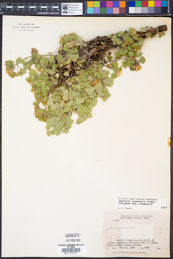 Perityle rupestris var. rupestris image