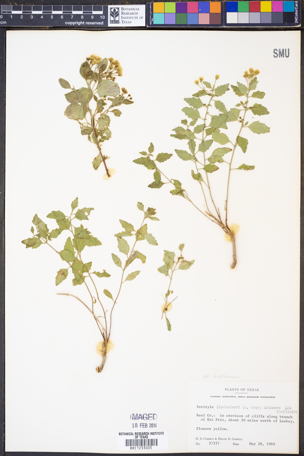Perityle lindheimeri image