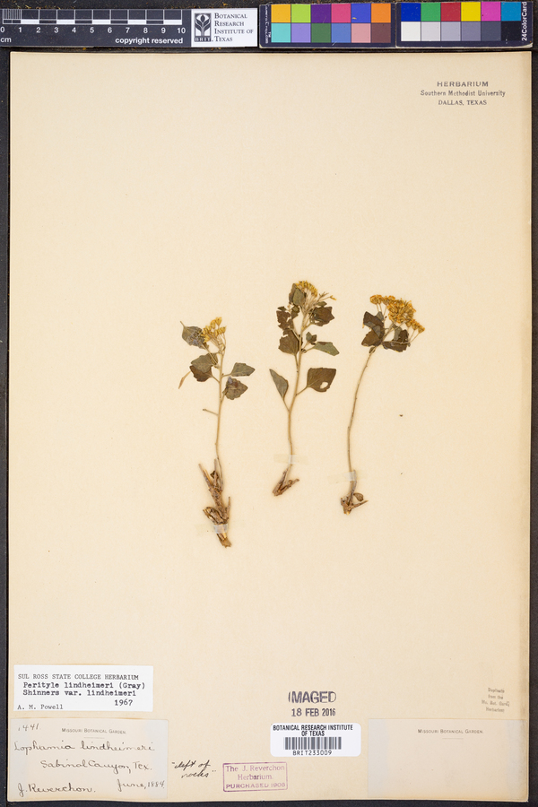 Perityle lindheimeri image