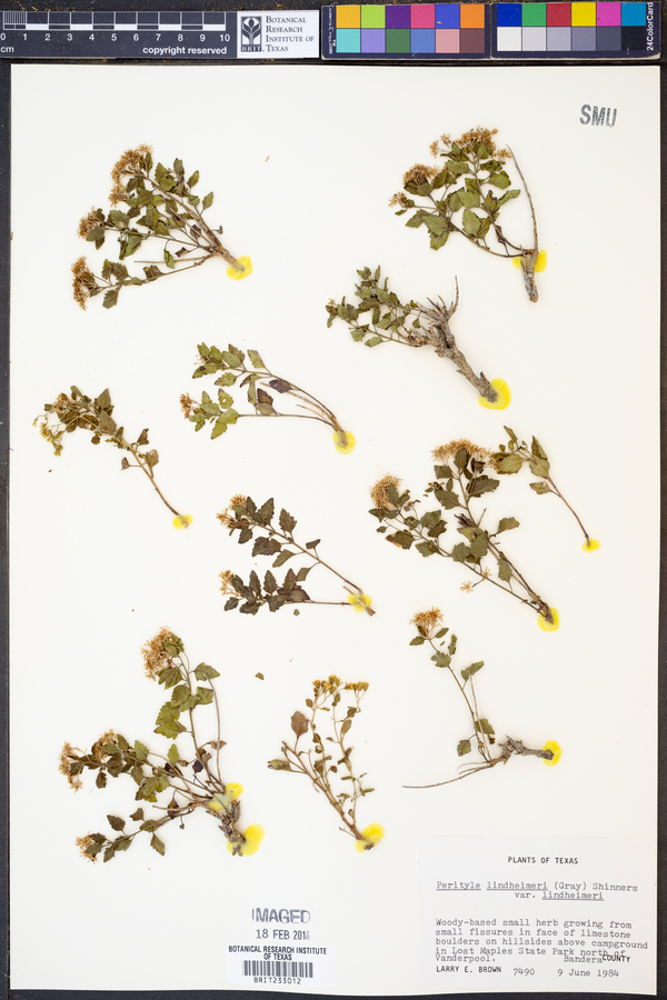 Perityle lindheimeri image