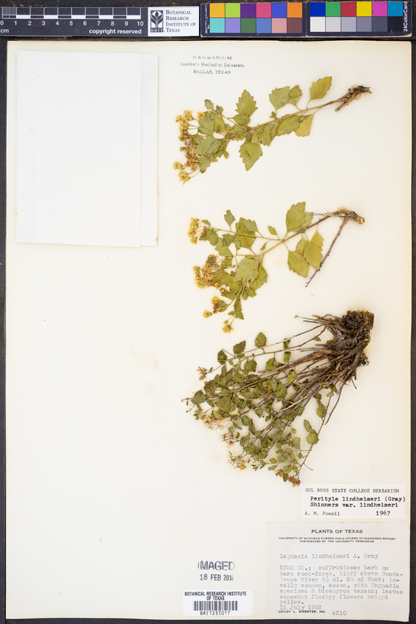 Perityle lindheimeri image