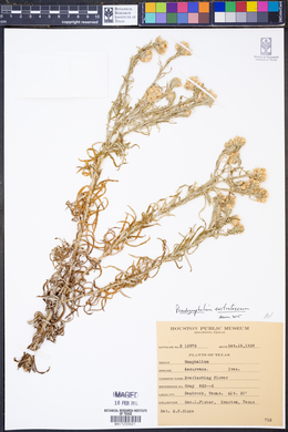 Pseudognaphalium austrotexanum image