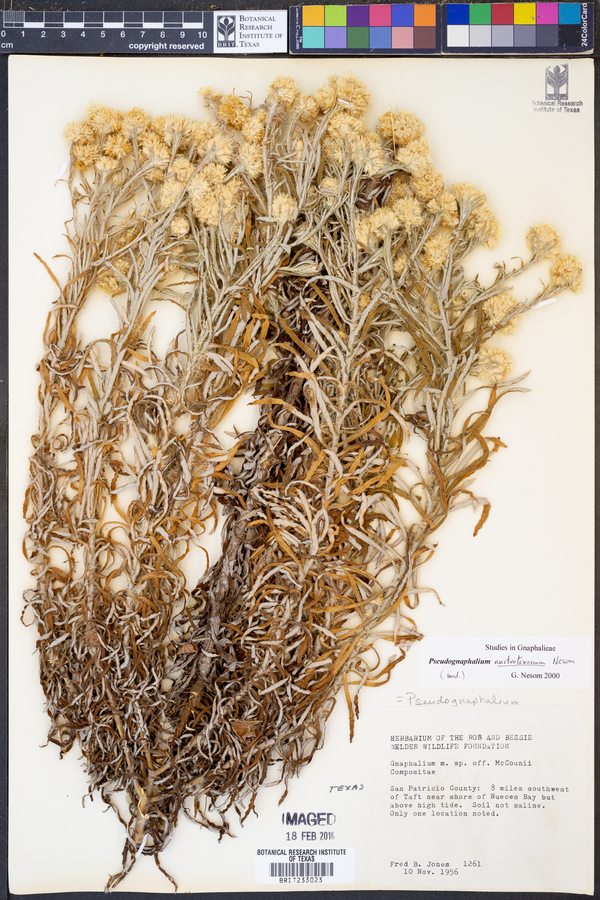 Pseudognaphalium austrotexanum image