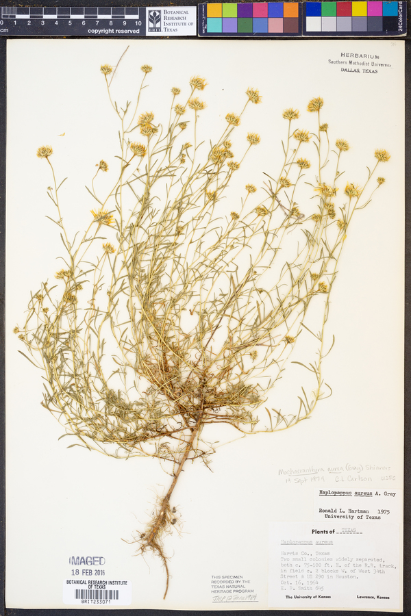 Rayjacksonia image