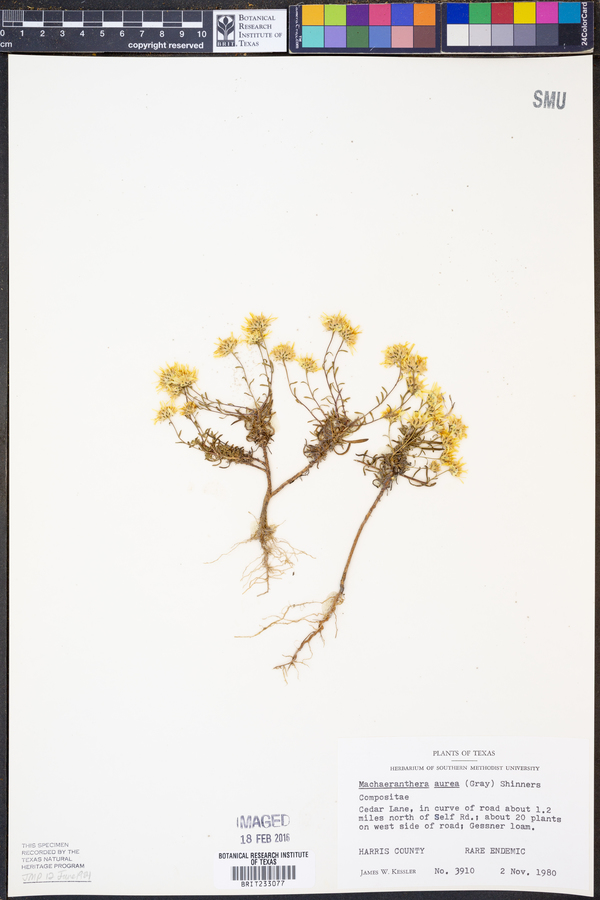 Rayjacksonia aurea image