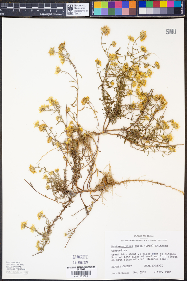 Rayjacksonia aurea image