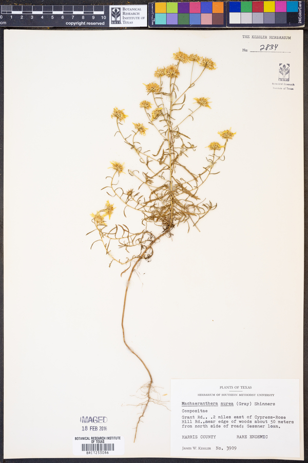 Rayjacksonia aurea image