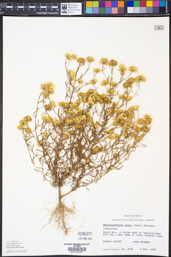 Rayjacksonia aurea image