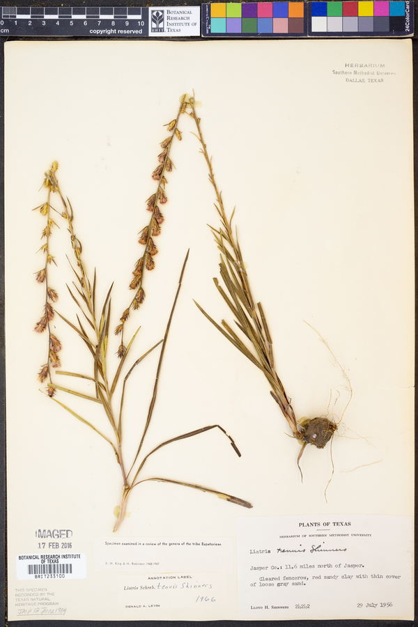 Liatris tenuis image