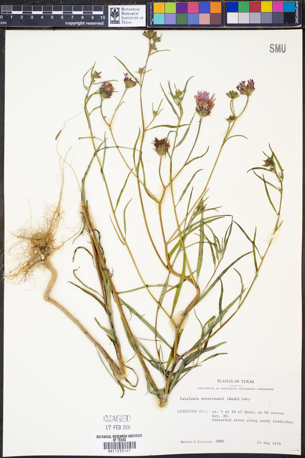 Palafoxia reverchonii image