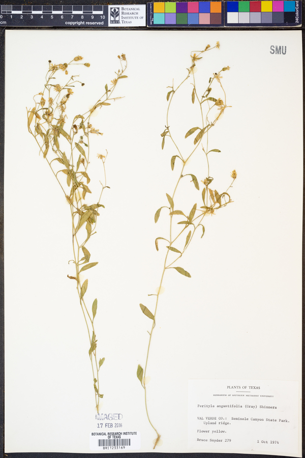 Perityle angustifolia image
