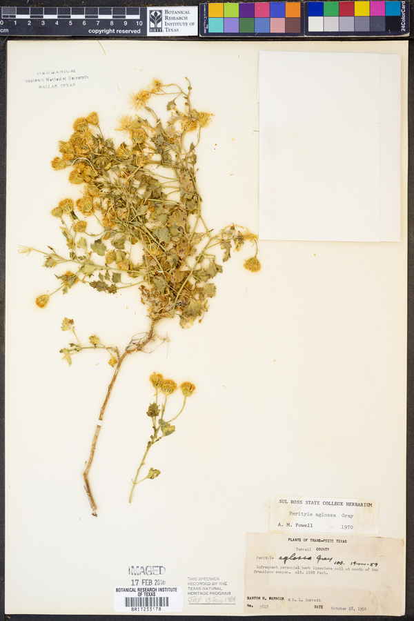 Perityle aglossa image