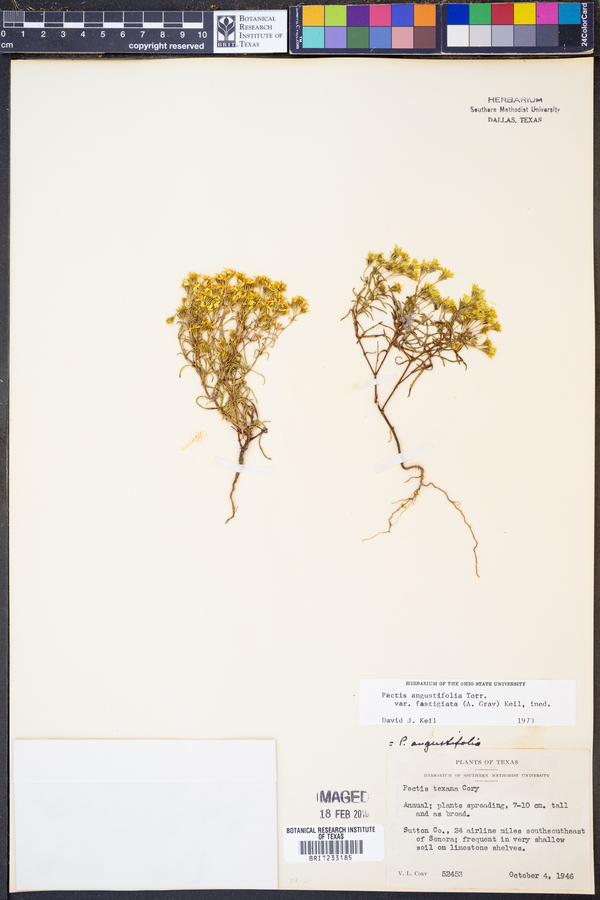 Pectis angustifolia var. fastigiata image