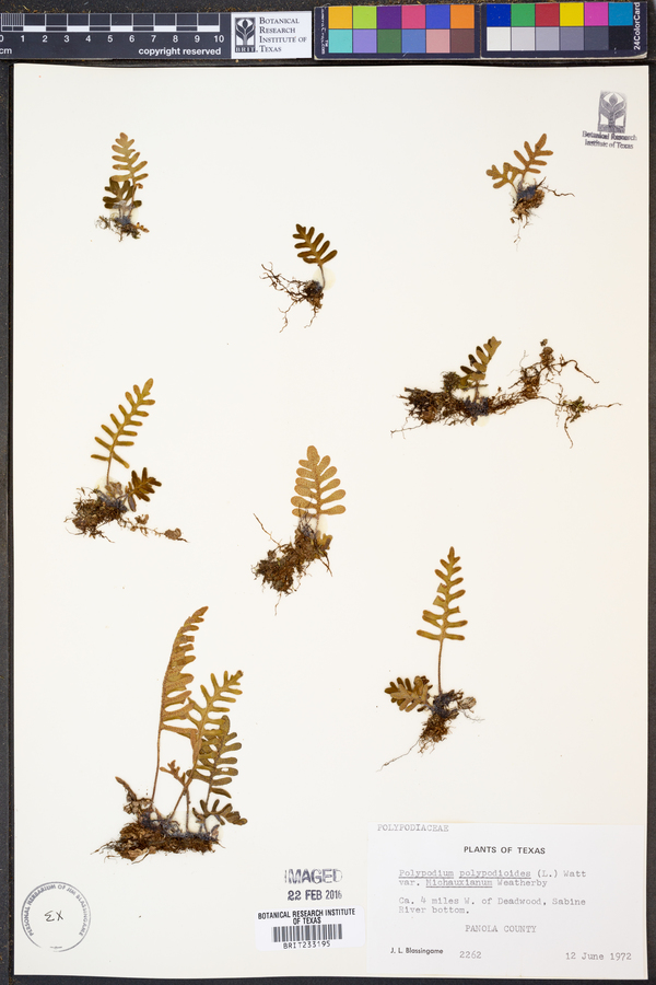 Pleopeltis polypodioides ssp. michauxiana image