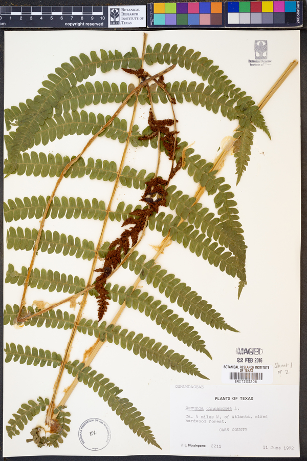 Osmunda cinnamomea image