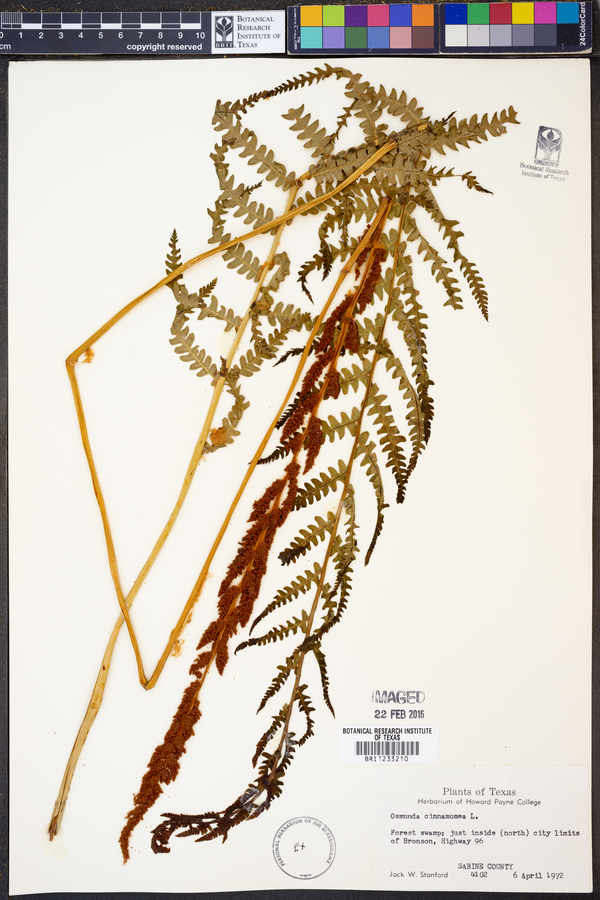 Osmunda cinnamomea image