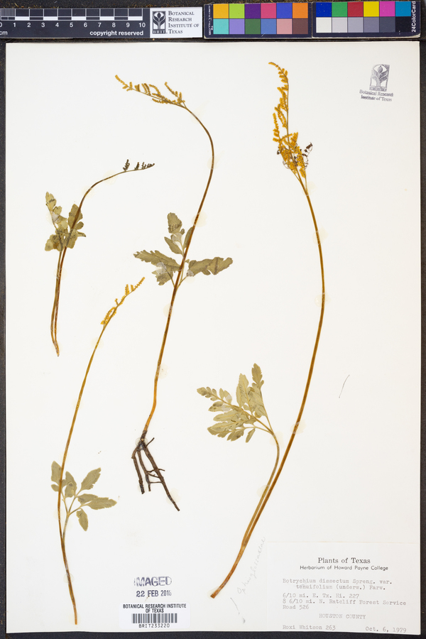 Botrychium dissectum image