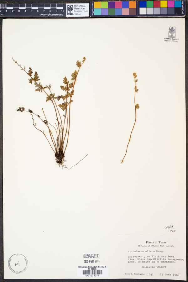 Notholaena aliena image