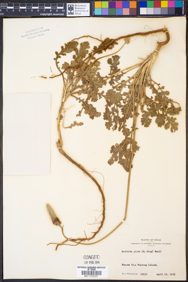 Ratibida picta image