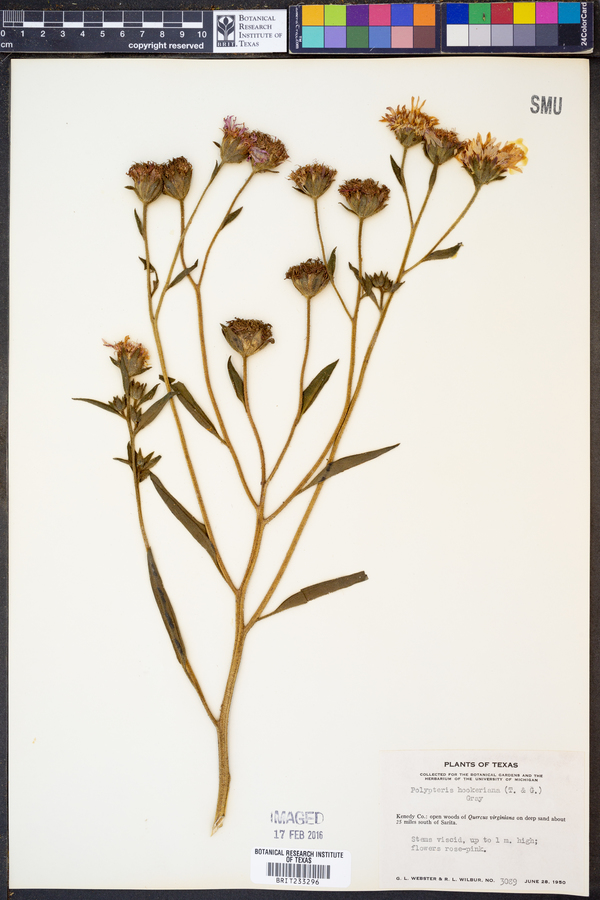 Palafoxia hookeriana image