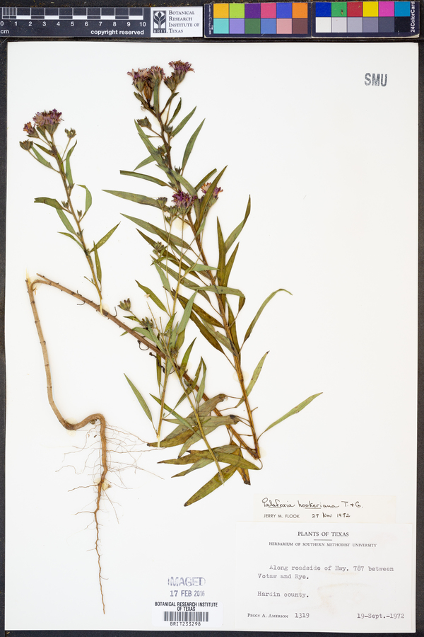 Palafoxia hookeriana image