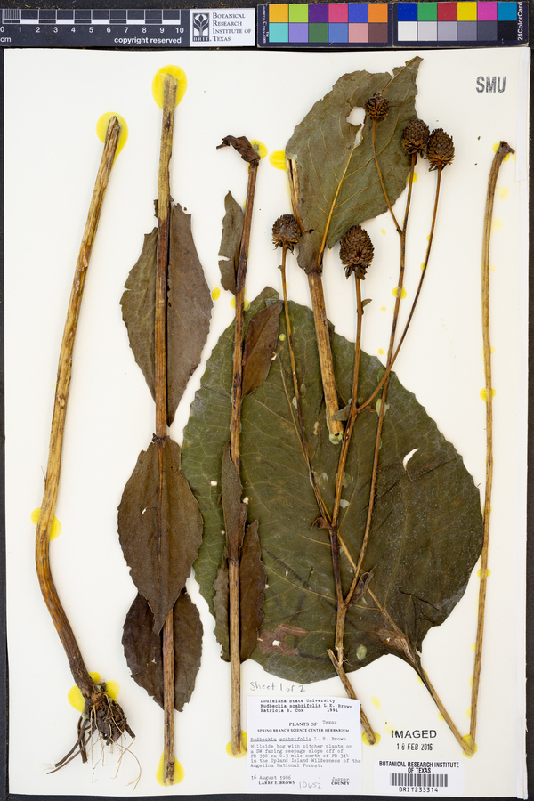 Rudbeckia scabrifolia image