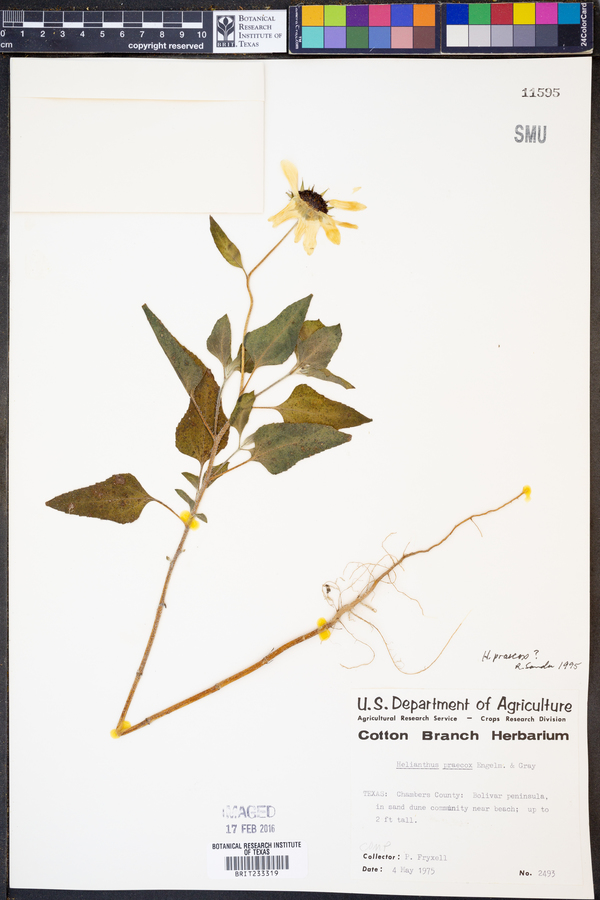Helianthus praecox image