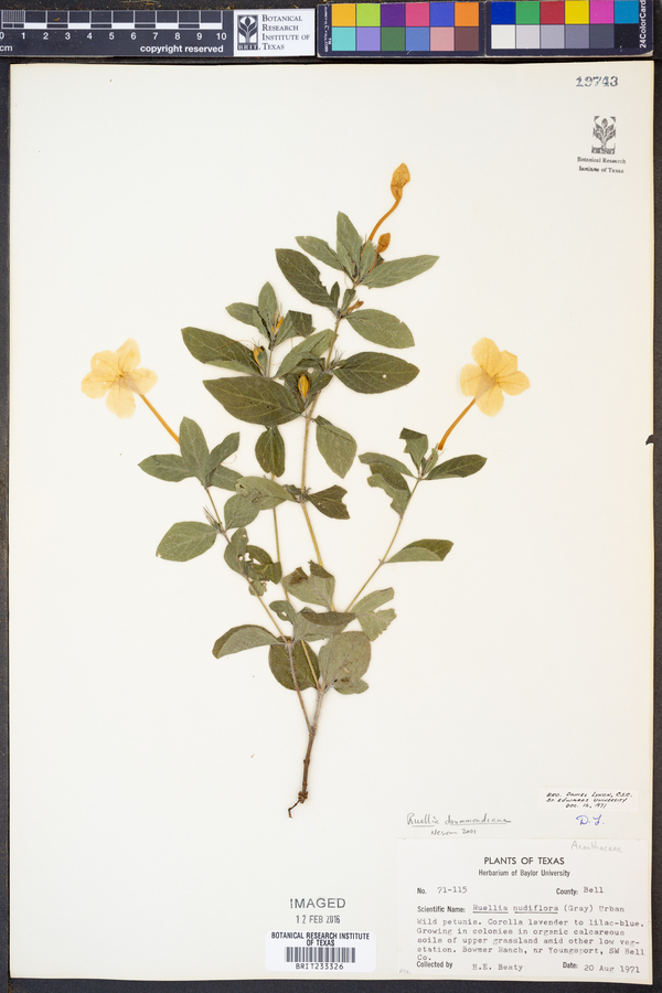 Ruellia drummondiana image