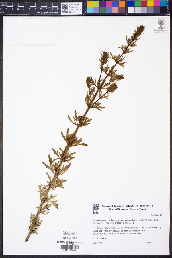 Teucrium cubense subsp. laevigatum image