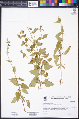 Salvia arizonica image