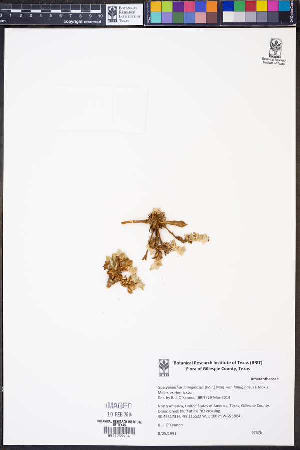 Gossypianthus lanuginosus var. lanuginosus image