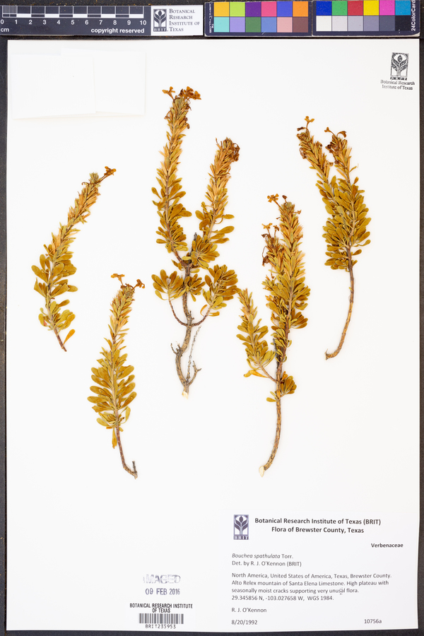 Bouchea spathulata image