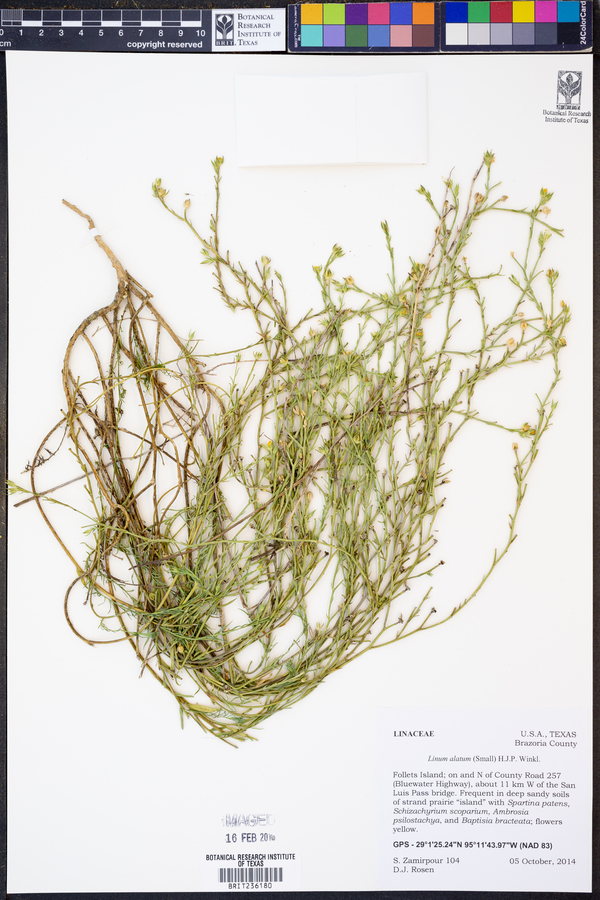 Linum alatum image