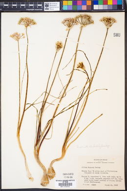 Allium runyonii image