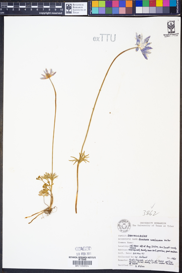 Anemone caroliniana image