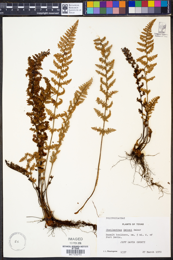 Cheilanthes eatoni image