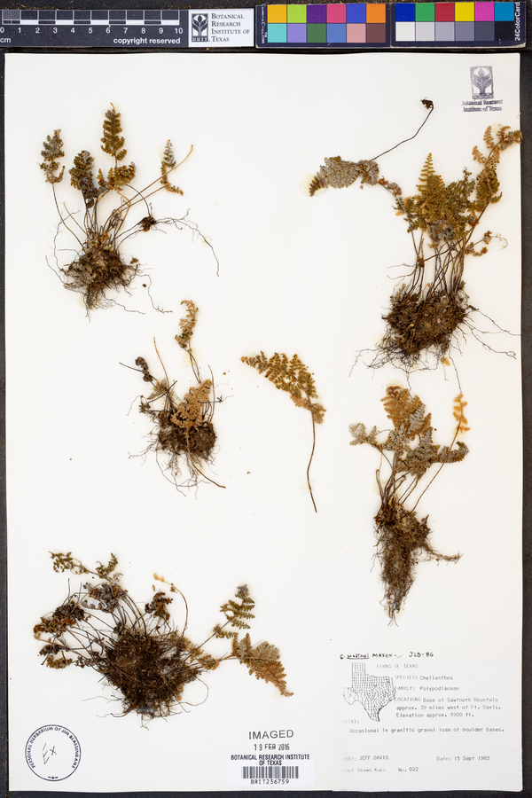 Cheilanthes wootoni image
