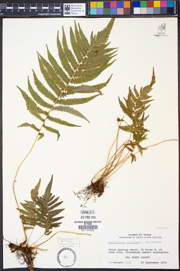 Thelypteris kunthii image