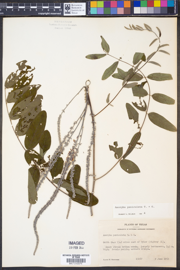 Amorpha paniculata image