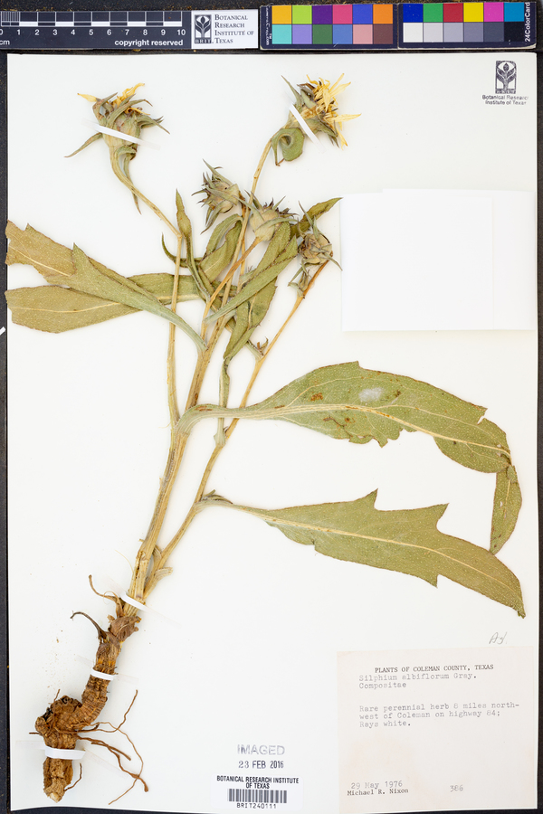 Silphium albiflorum image