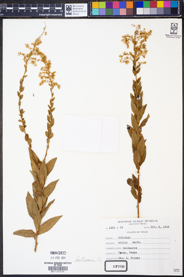 Solidago mollis image