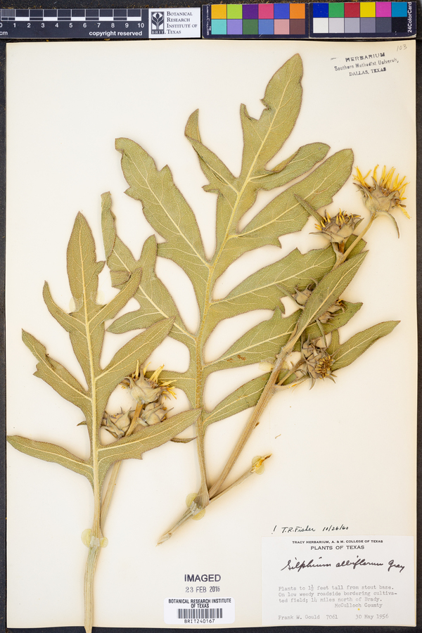 Silphium albiflorum image